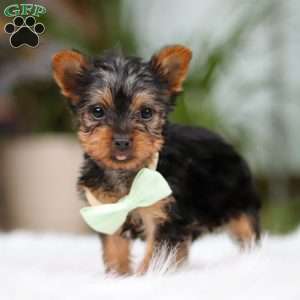 Trevor, Yorkie Puppy